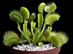venus flytrap