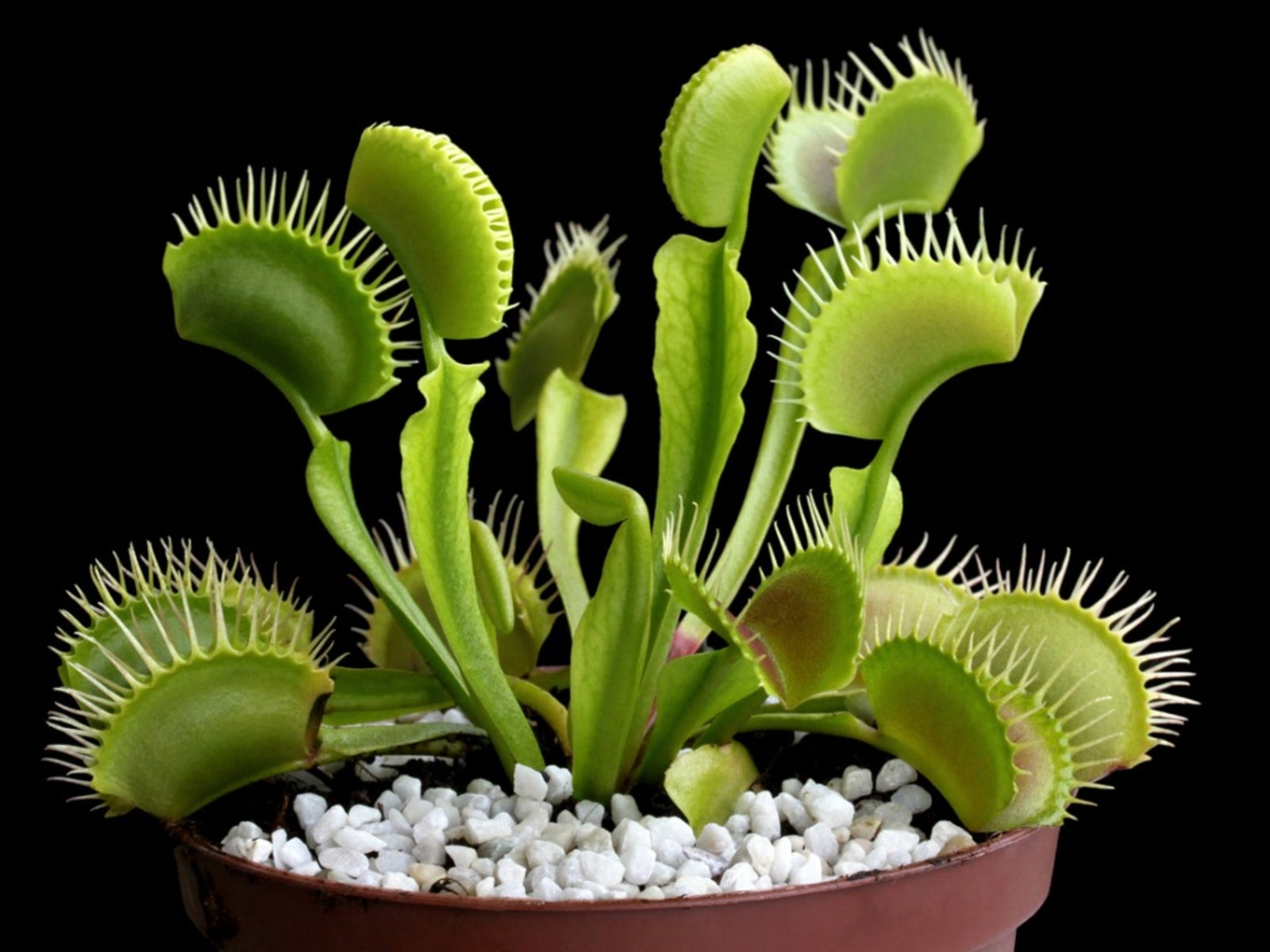 Venus Flytrap: Tanaman Karnivora Ikonik Memakan Serangga