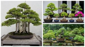 bonsai